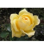 Citrina
