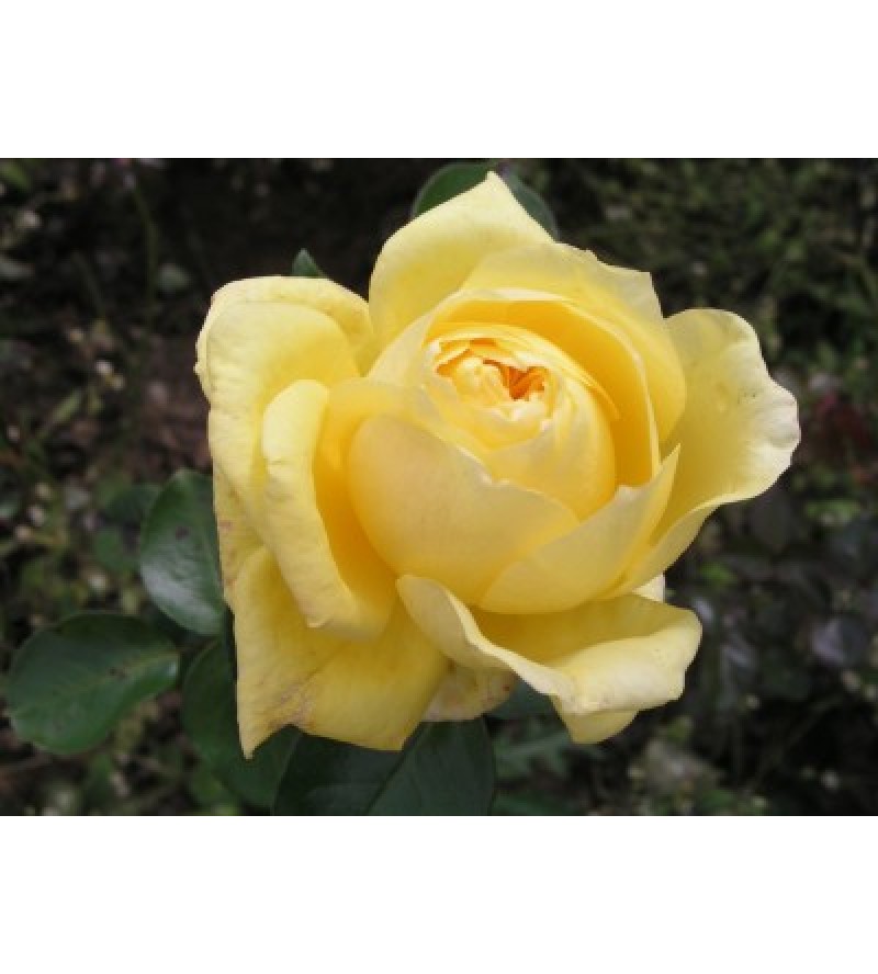 Citrina