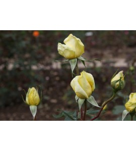 Citrina
