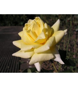 Citrina