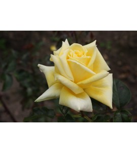 Citrina