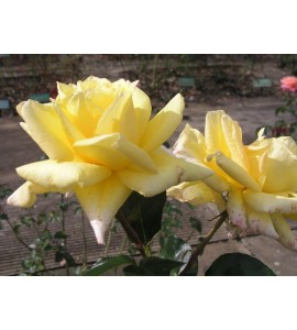 Citrina