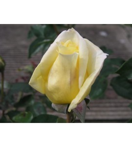 Citrina