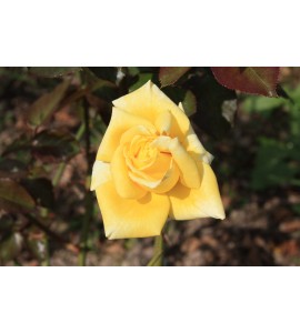 Citrina