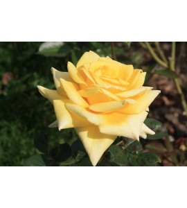 Citrina