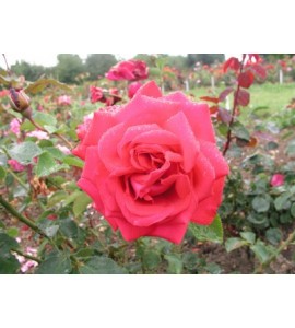 Dame de Coeur