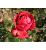 Dame de Coeur