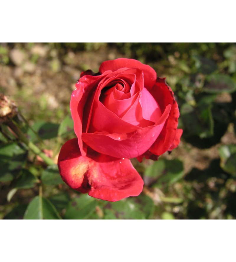 Dame de Coeur