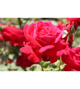 Dame de Coeur