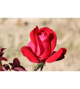 Dame de Coeur