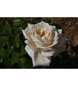 Darina