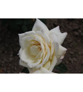 Darina