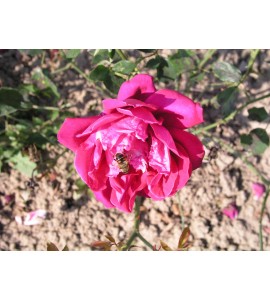 Étoile de France