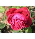 Étoile de France