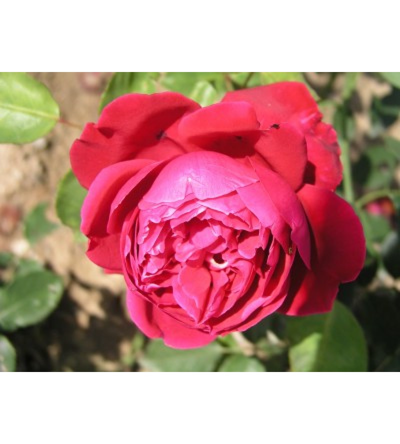 Étoile de France