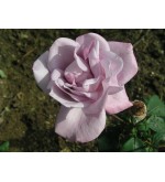 Farme Rose