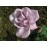 Farme Rose