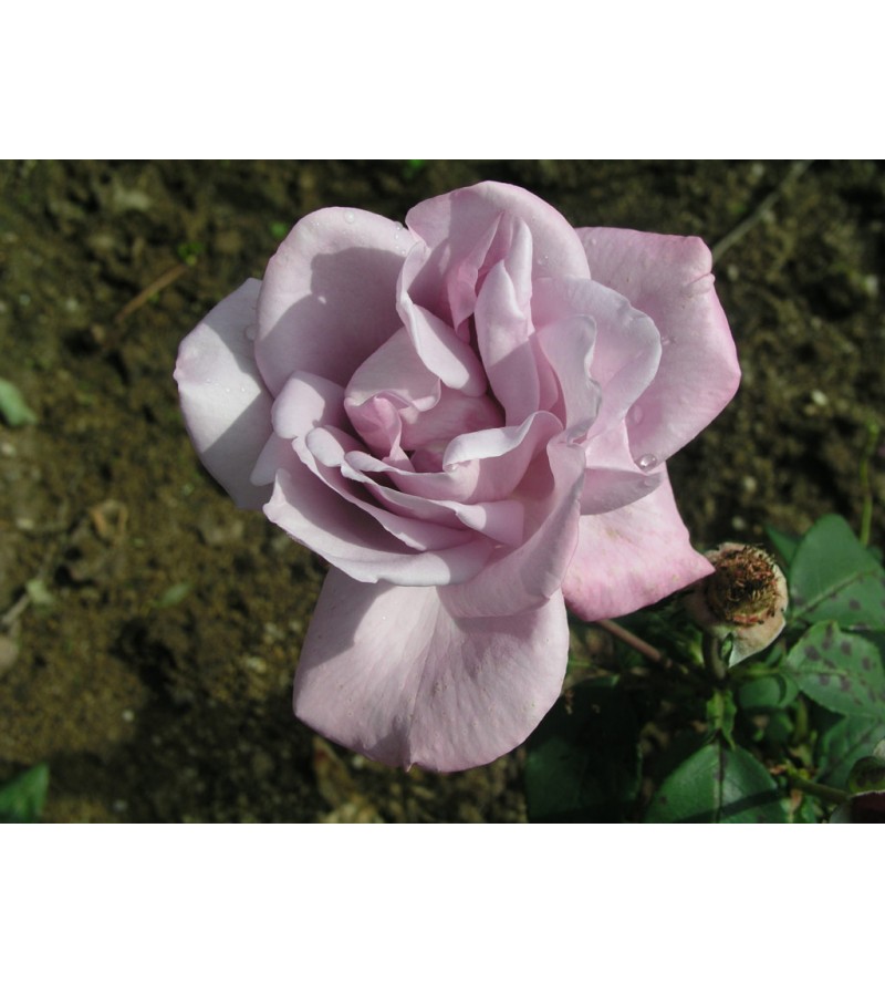 Farme Rose