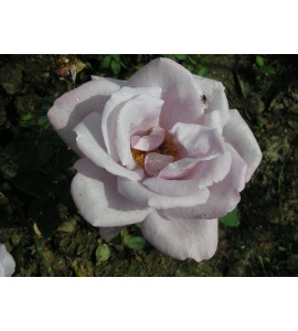 Farme Rose