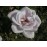 Farme Rose