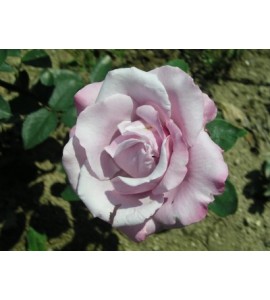 Farme Rose