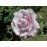 Farme Rose