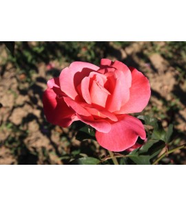 Flamenda