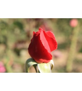 Flamenda