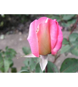 Jubileum 110