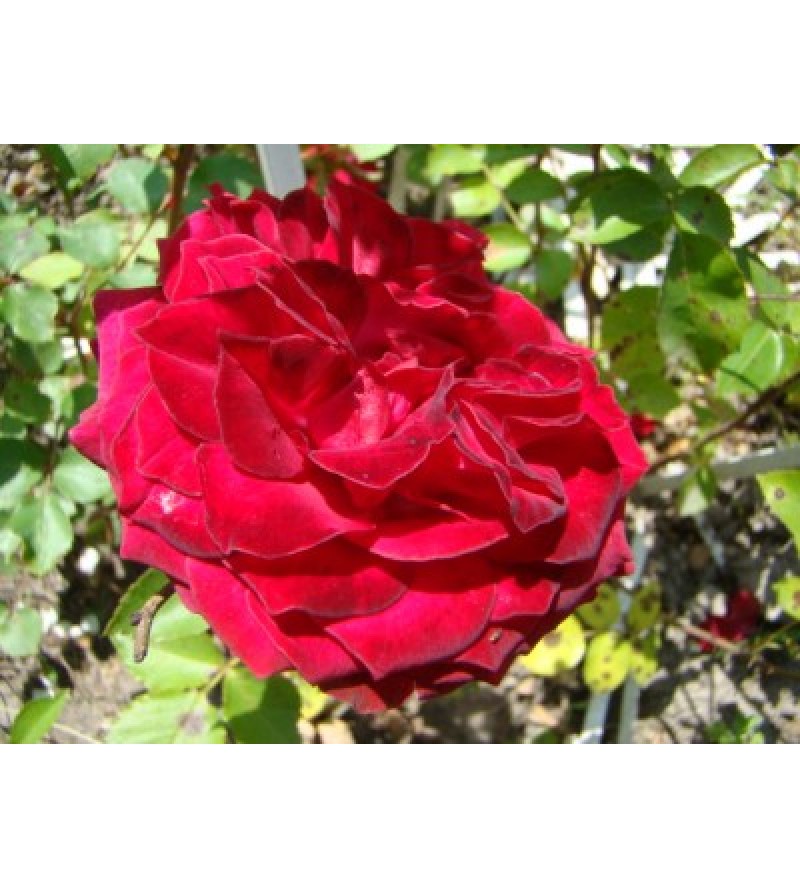 Rosa Katyňska