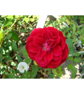 Rosa Katyňska