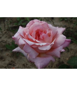 Tereza