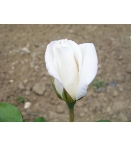 Virgo