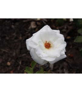 Virgo