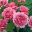 Princess Alexandra of Kent