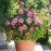 Princess Alexandra of Kent
