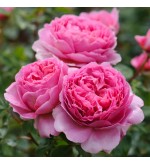 Princess Alexandra of Kent