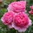 Princess Alexandra of Kent
