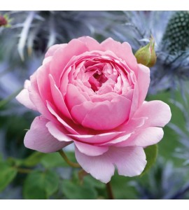 Princess Alexandra of Kent