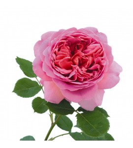 Princess Alexandra of Kent