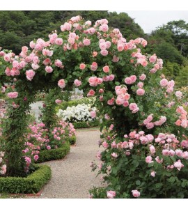 Strawberry Hill