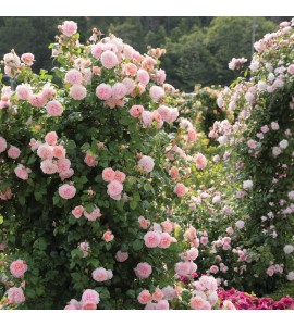 Strawberry Hill