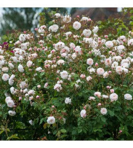 The Albrighton Rambler