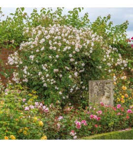 The Albrighton Rambler