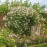 The Albrighton Rambler