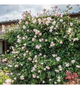The Generous Gardener