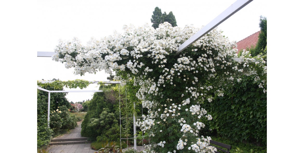 Rambling Rector