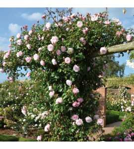 The Generous Gardener