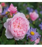 Wisley 2008