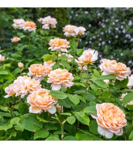 The Lady Gardener